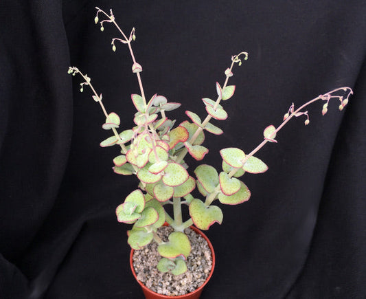 Crassula cordata