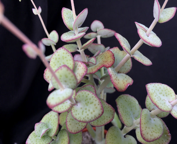 Crassula cordata