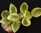 Aptenia cordifolia variegata
