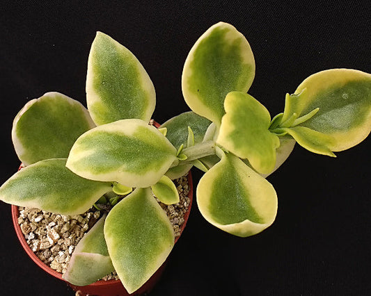 Aptenia cordifolia variegata