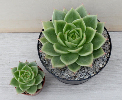 Echeveria 'Corymbosa'