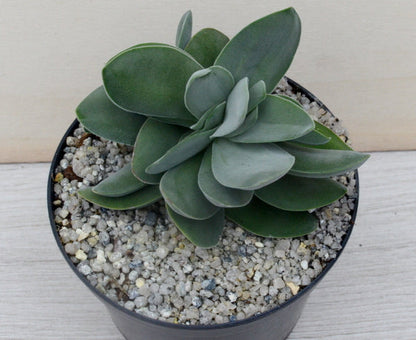 Crassula cotyledonis