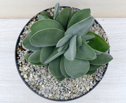 Crassula cotyledonis