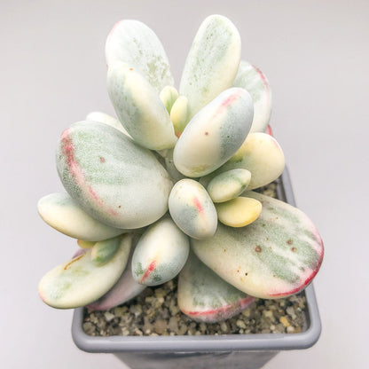 Cotyledon orbiculata ‘Oophylla Variegata’