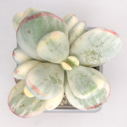 Cotyledon orbiculata ‘Oophylla Variegata’