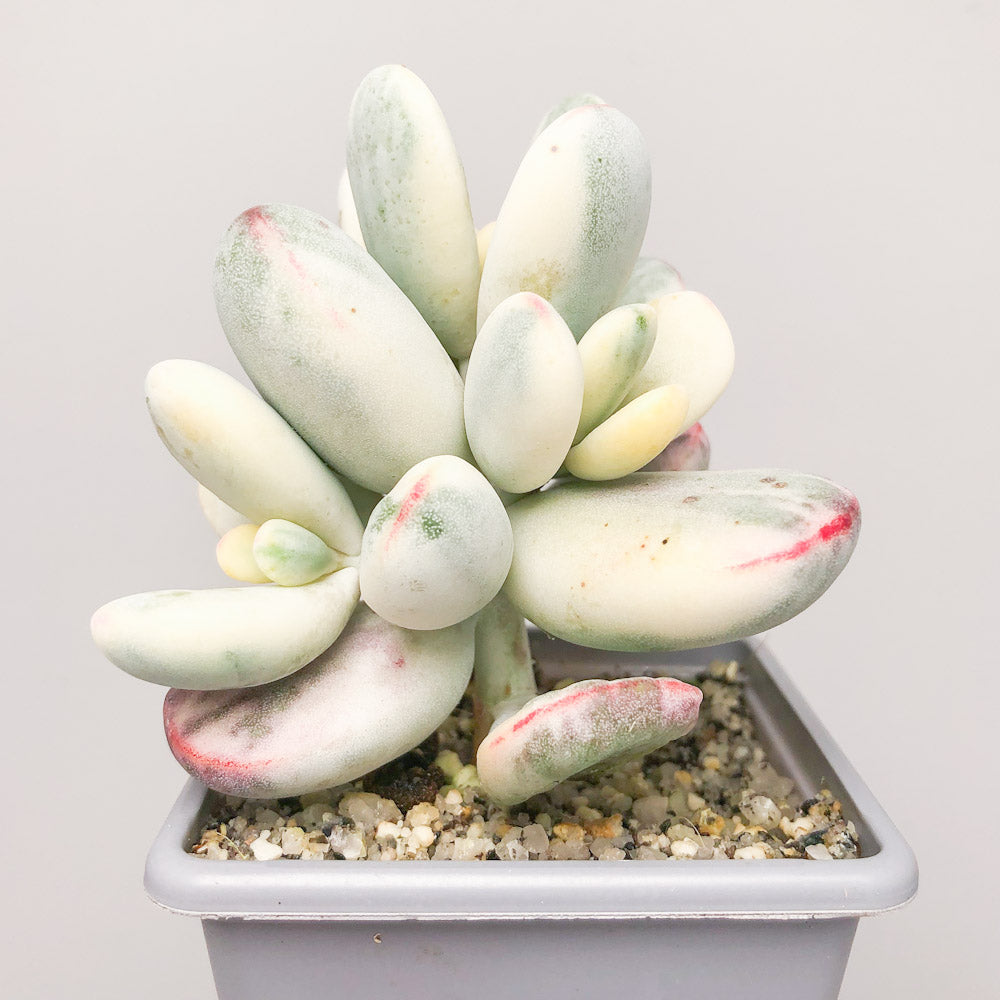 Cotyledon orbiculata ‘Oophylla Variegata’