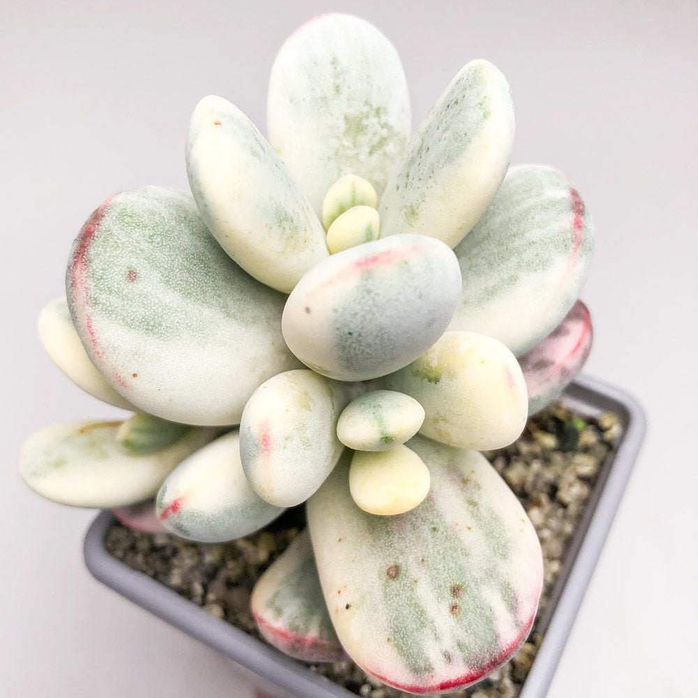 Rare Cotyledon Orbiculata variegated Oophylla Fuku Musume outlets rare succulent Korea succulent with planter