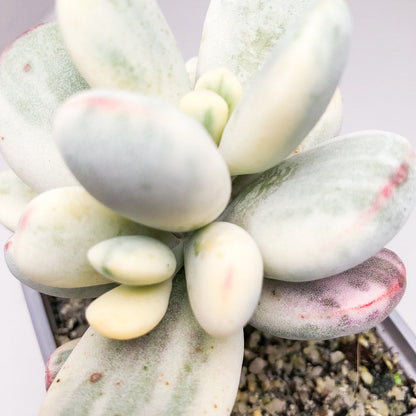 Cotyledon orbiculata ‘Oophylla Variegata’