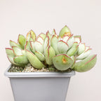 Cotyledon papillaris ‘Choco Line’