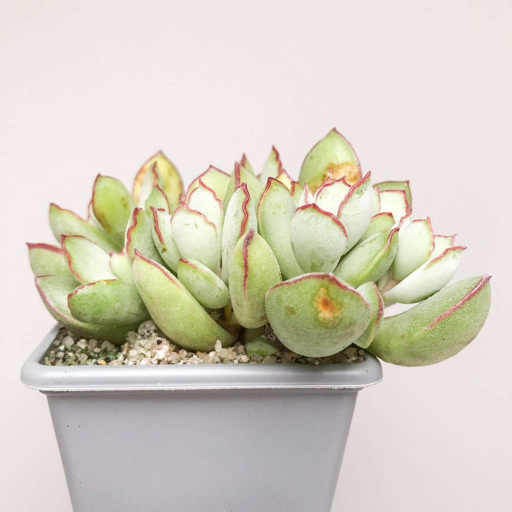 Cotyledon papillaris ‘Choco Line’