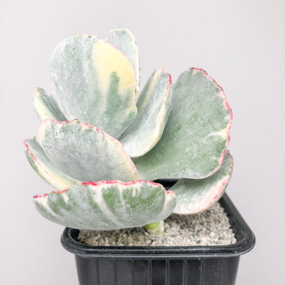 Cotyledon undulata ‘Variegata’