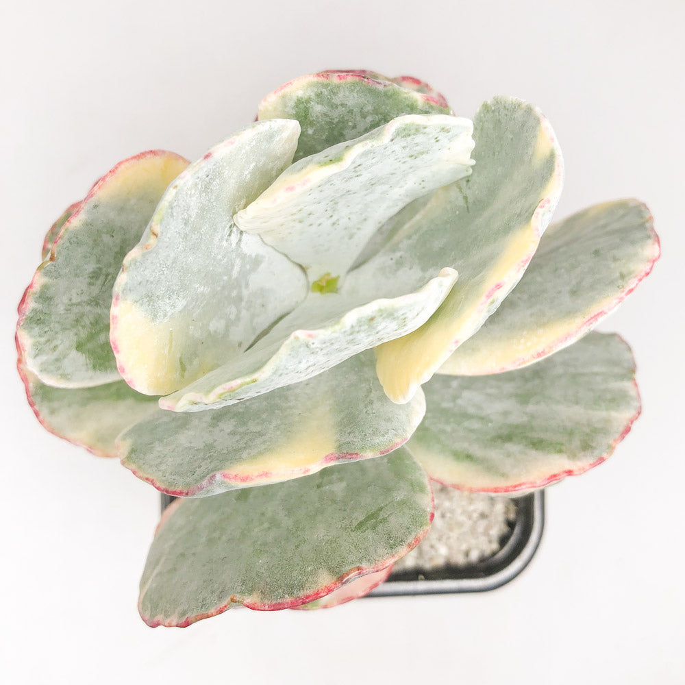 Cotyledon undulata ‘Variegata’