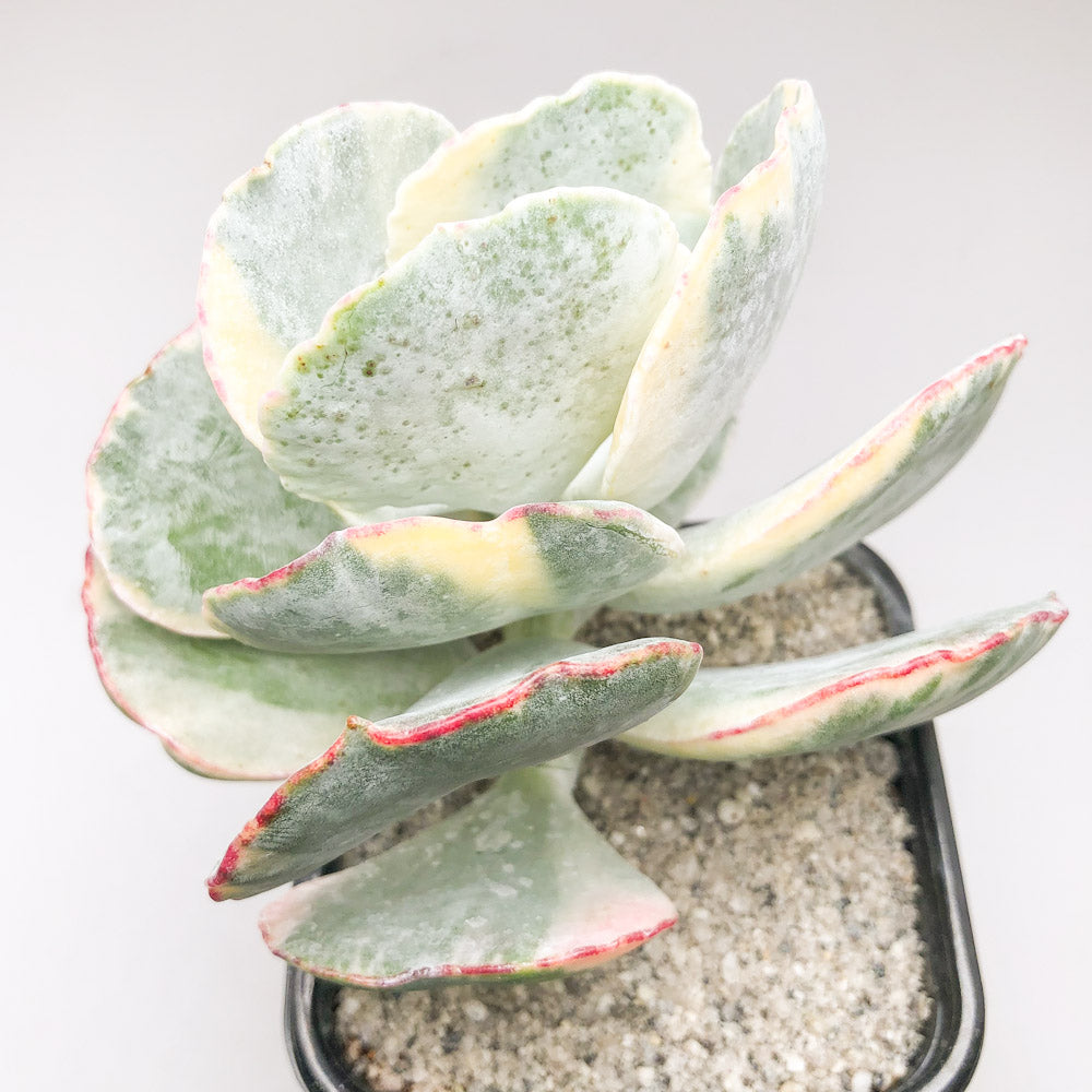 Cotyledon undulata ‘Variegata’