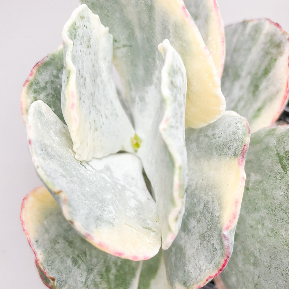 Cotyledon undulata ‘Variegata’