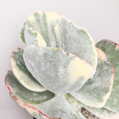 Cotyledon undulata ‘Variegata’