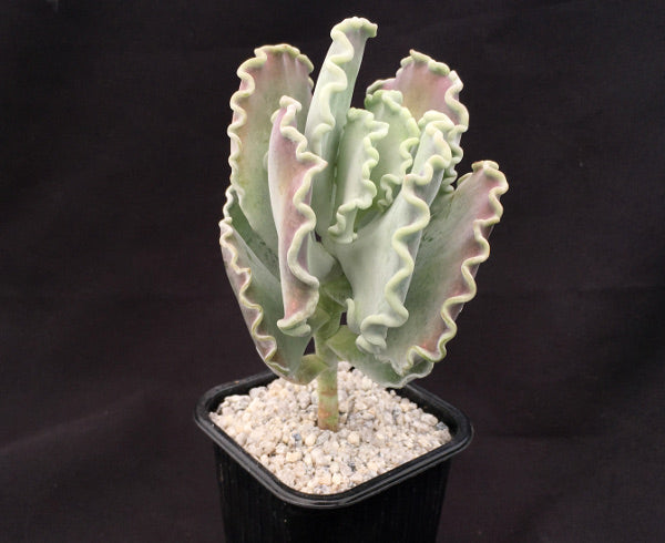 Cotyledon orbiculata undulata