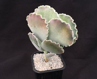 Cotyledon orbiculata undulata