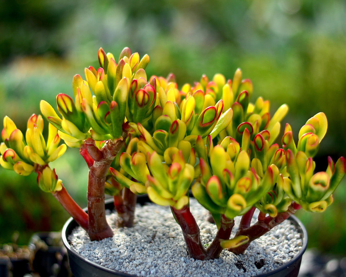 horn succulent Crassula 'Red Horn' – Surreal Succulents