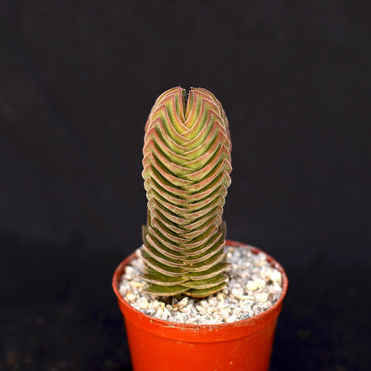 Crassula 'Buddha's Temple'