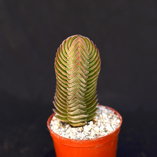 Crassula 'Buddha's Temple'