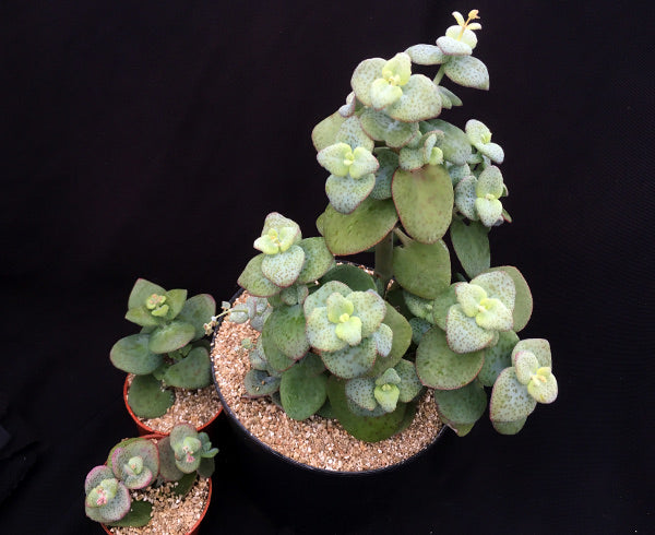 Crassula cordata