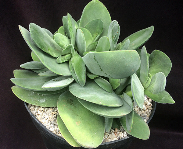 cotyledonis succulent Crassula cotyledonis – Surreal Succulents