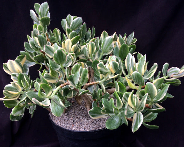 variegated jade plant crassula ovata variegata Crassula ovata variegata – Surreal Succulents