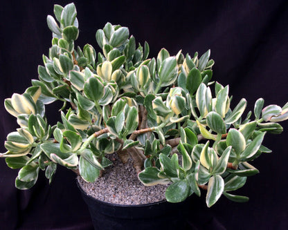 Crassula ovata variegata