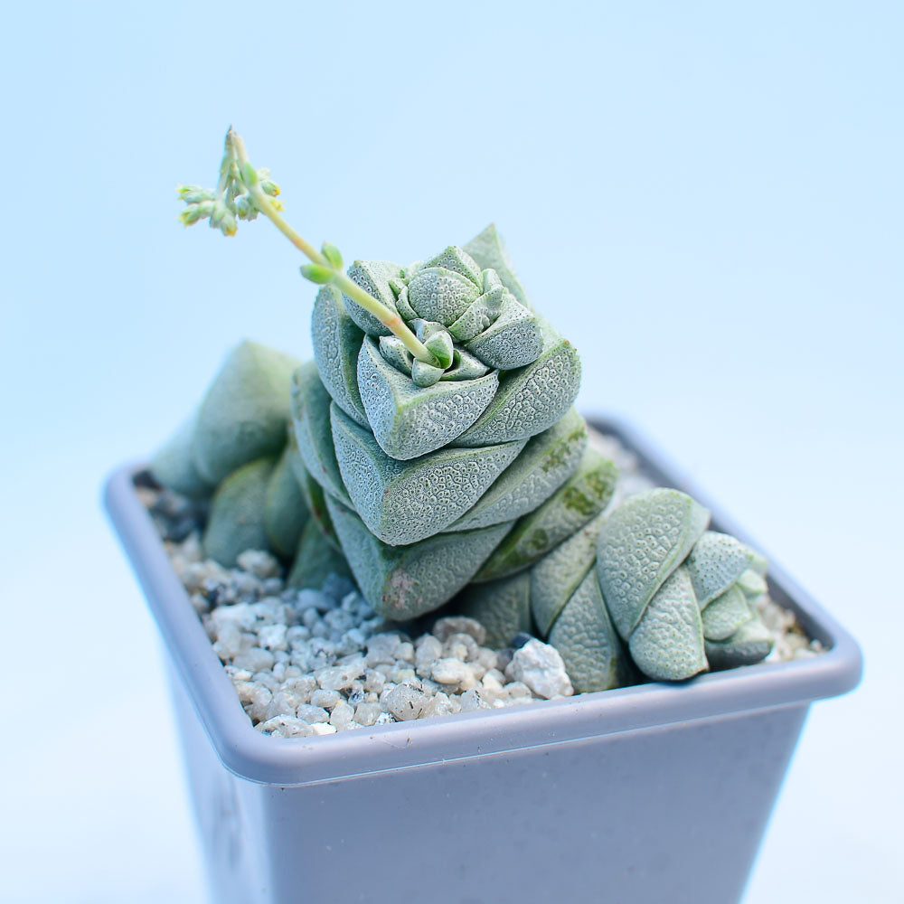 Crassula deceptor