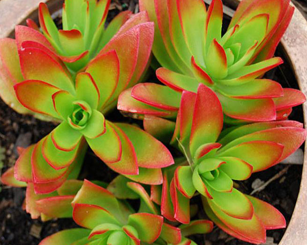campfire succulent flower Crassula capitella 'Campfire' – Surreal Succulents