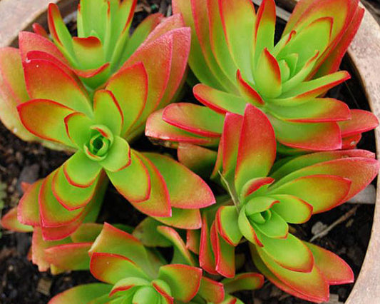 Echeveria agavoides f.cristata