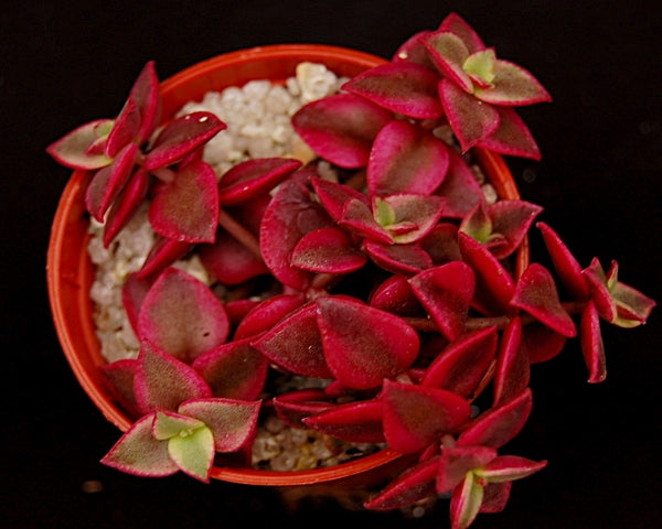 Crassula pellucida rubra