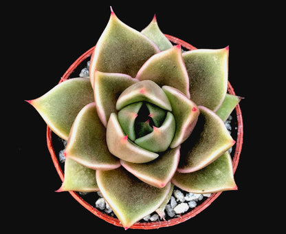 Echeveria 'Crystal Rose'