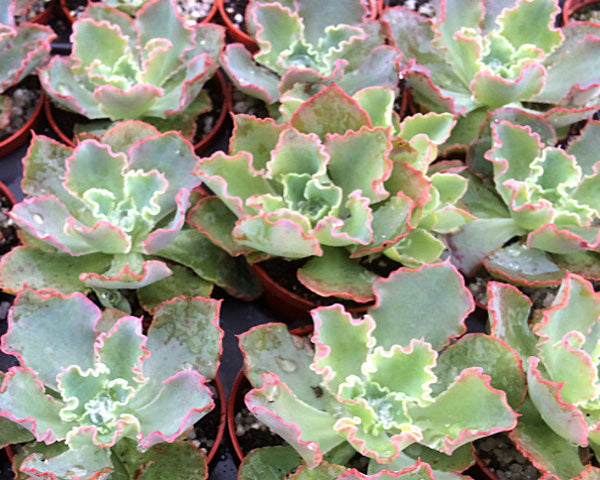 Echeveria 'Curly Locks'