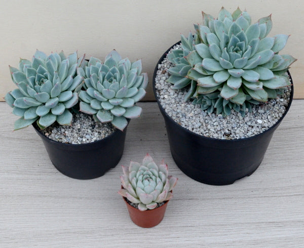 Echeveria cuspidata var. cuspidata