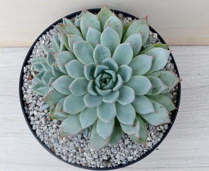 Echeveria cuspidata var. cuspidata