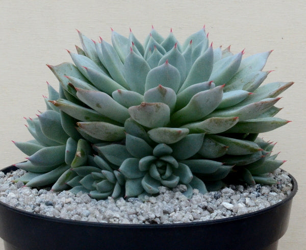 Echeveria cuspidata var. cuspidata