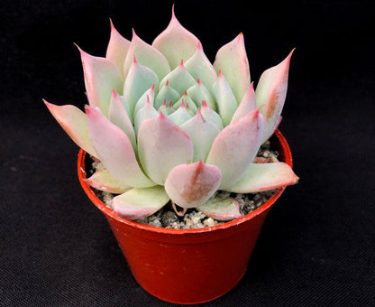 Echeveria cuspidata var. cuspidata