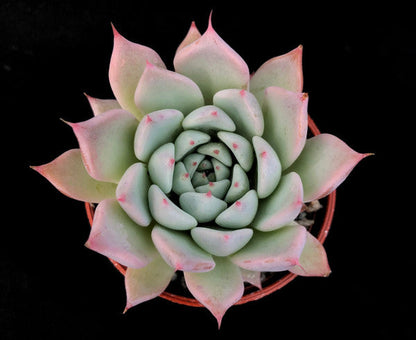 Echeveria cuspidata var. cuspidata