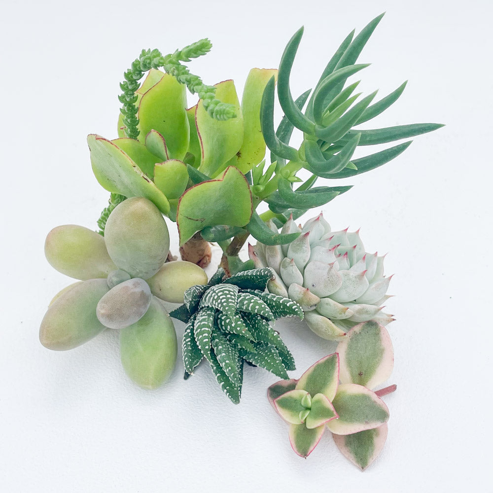 Succulent Cuttings Bundle