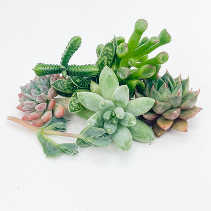 Succulent Cuttings Bundle