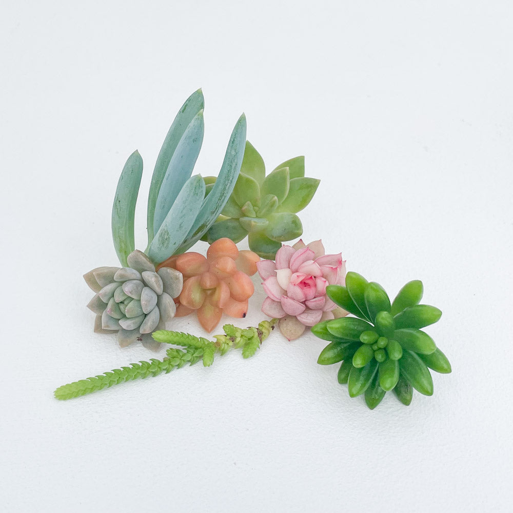 Succulent Cuttings Bundle