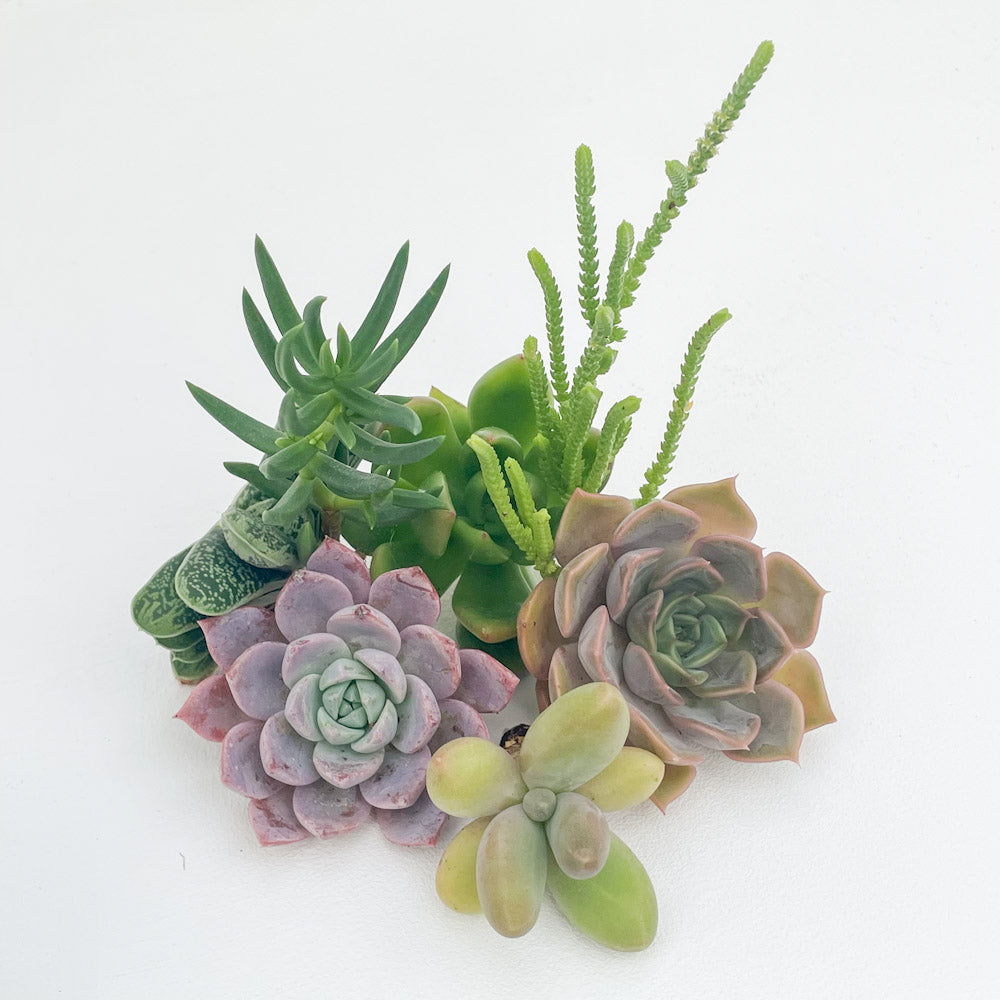 Succulent Cuttings Bundle