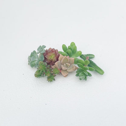 Succulent Cuttings Bundle