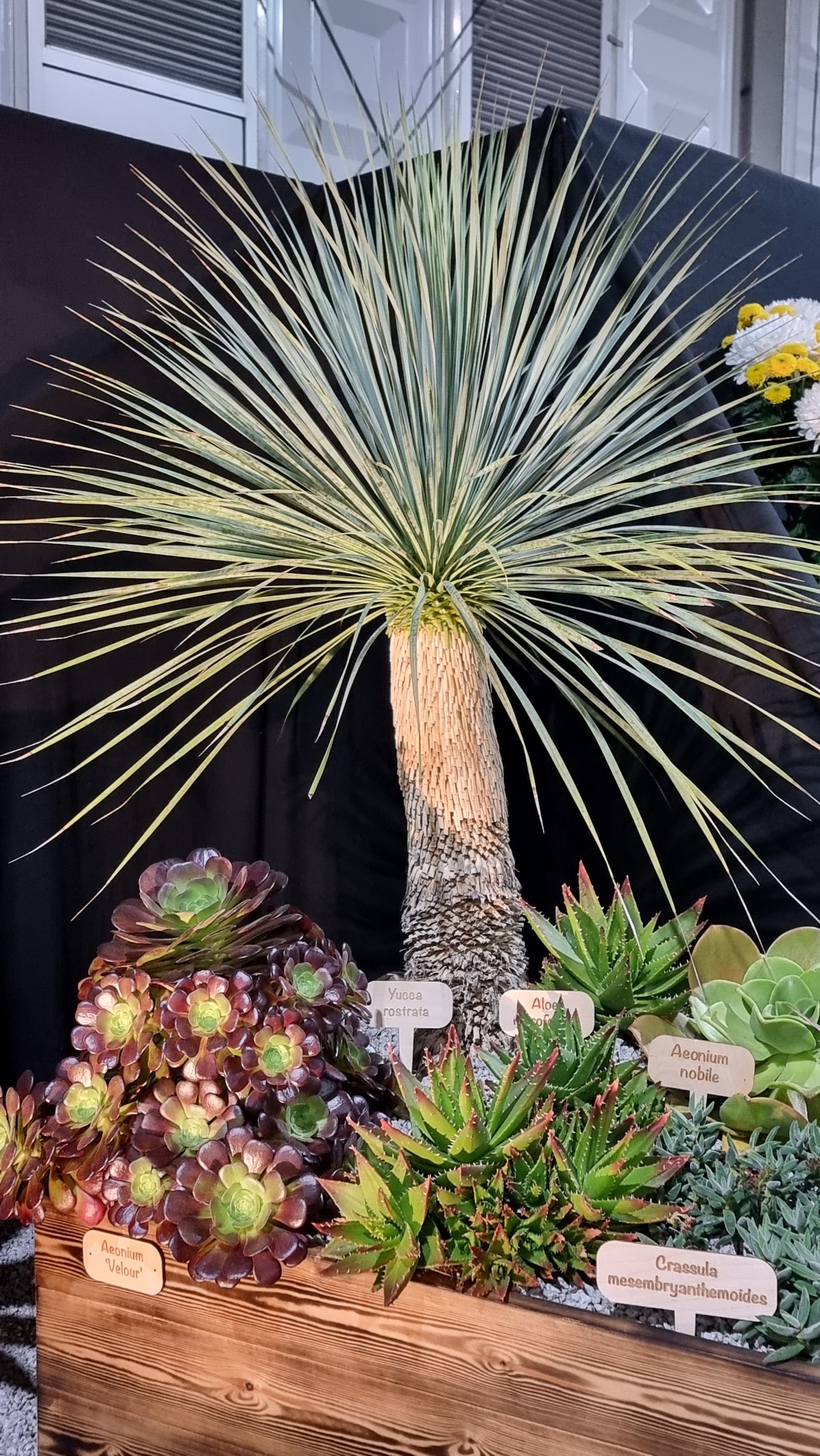 Potted plants including a large palm tree and various succulents against a dark background.