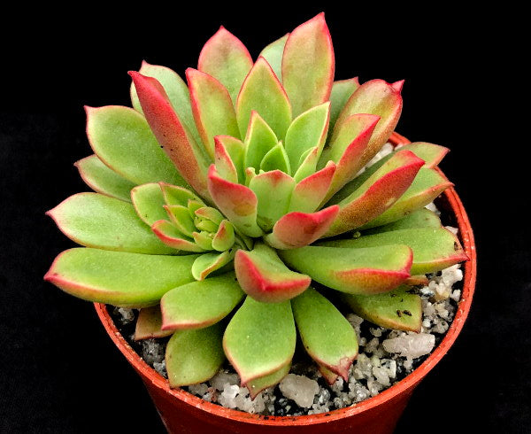 x Graptoveria 'Darley Dale'