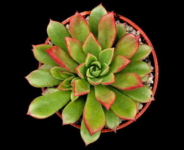 x Graptoveria 'Darley Dale'