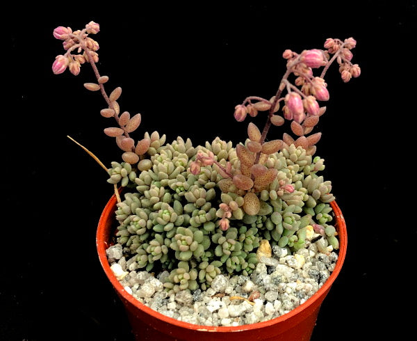 Sedum dasyphyllum minor