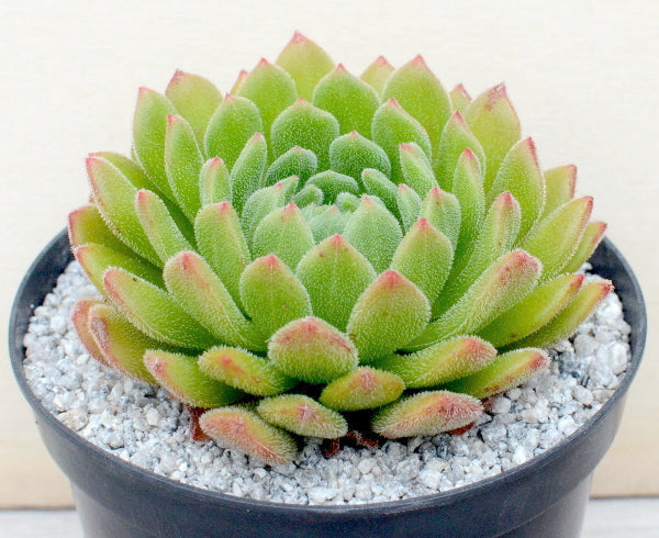 Echeveria 'Debbie'