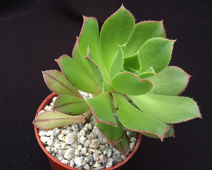 Aeonium decorum v guarimiarense